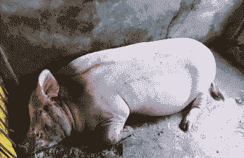 猪身红什么问题