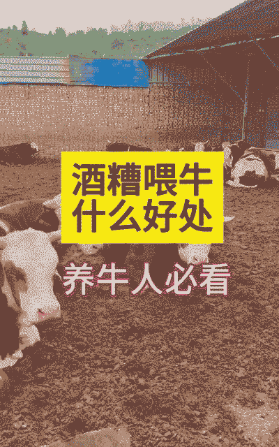 母牛喂酒糟有什么好处