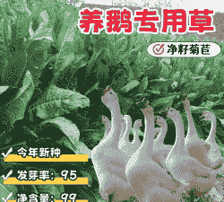 养鹅需要种什么草