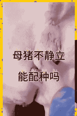 猪msy是什么意思