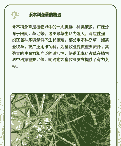 禾本科牧草属于什么饲料