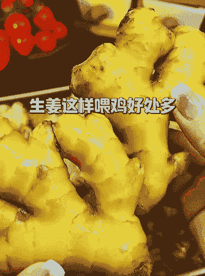 大蒜姜喂鸡有什么效果