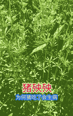 什么草母猪吃了 会流产