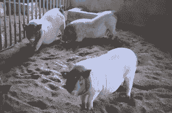 山西气候适合养什么猪