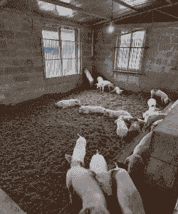 什么样猪场不环保