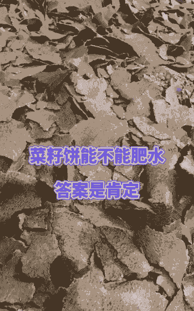 油菜饼喂猪有什么坏处