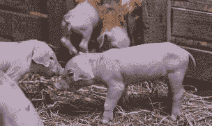 小猪震颤是什么原因