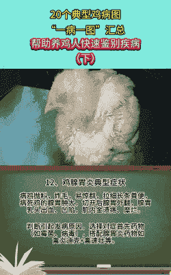 ms是鸡的什么病