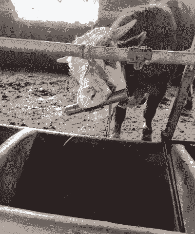 母牛瘤胃有铁什么症状