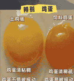 鸡喂养什么蛋黄更黄