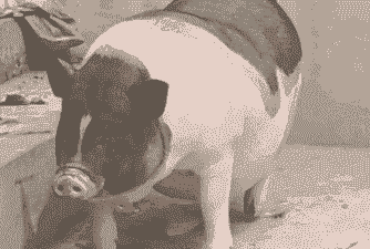 猪兜是什么意思