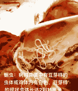 鸡有回虫什么症状