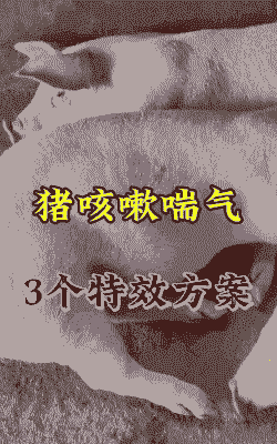 猪感冒了用什么方法