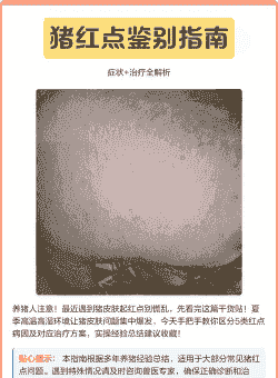 小猪身体发红是什么病