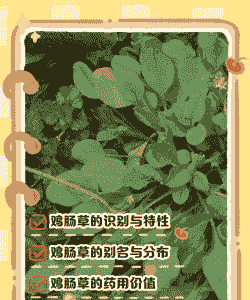 什么草药能防治鸡病