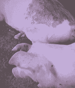 肉猪发抖是什么原因