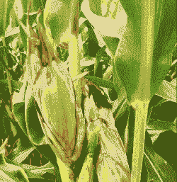 玉米嫁接小麦有什么优势