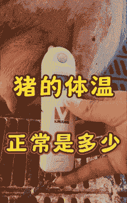 猪正常的体温是什么