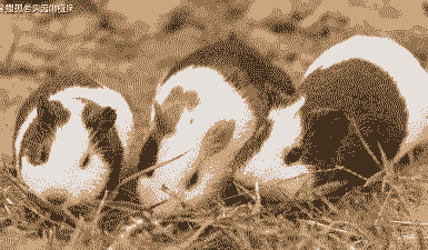 为什么河南猪那么便宜