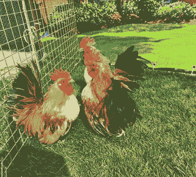 元宝鸡什么品种最珍贵