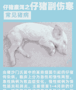 猪低温不食是什么病