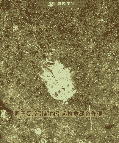 健康鸭雏什么颜色粪便