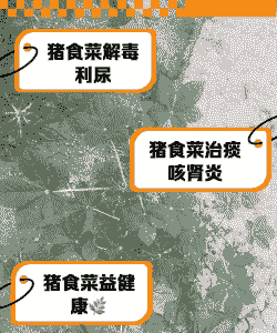 猪吃白菜有什么好处