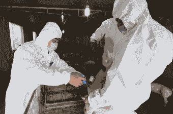 猪打完疫苗后有什么反应