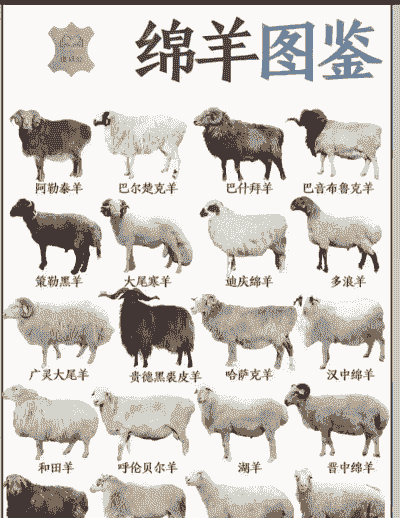 什么品种的羊长得快