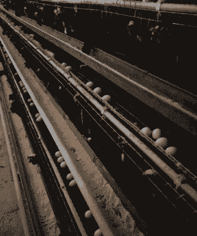 淘汰蛋鸡做什么用