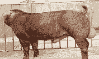 什么品种的种公猪好