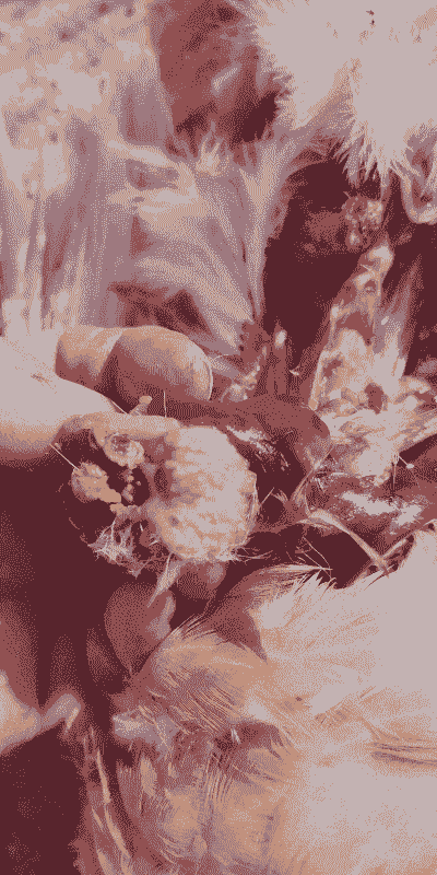 蛋鸡为什么得肌胃炎