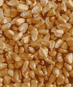 喂猪粮食用什么玉米好