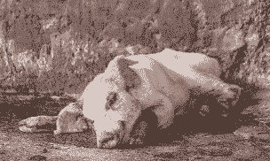 猪打喷嚏什么原因