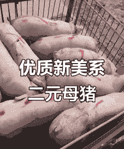 什么叫新美系猪