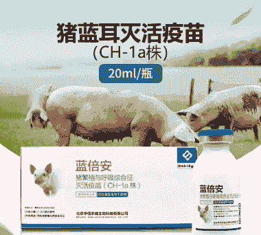 猪蓝耳打什么针