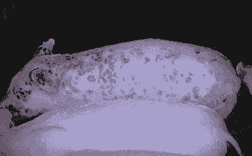 用猪的皮肤是什么