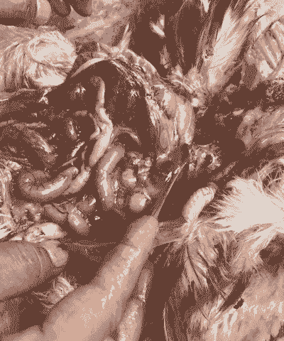 蛋鸡用药超量有什么症状