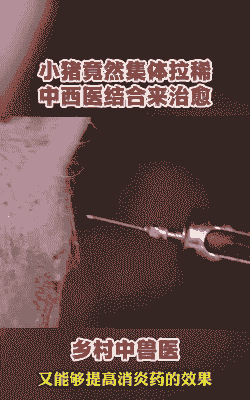 仔猪猪拉稀打什么针