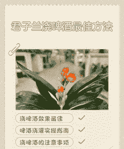 啤酒浇兰花用什么最好