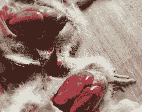 鸡的伤寒有什么症状