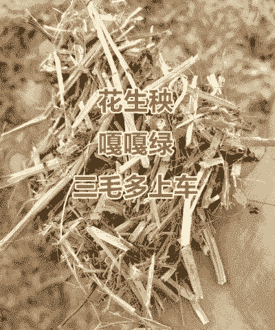 花生秧喂羊有什么好处