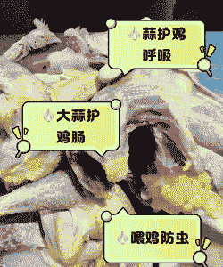 大蒜喂鸡起什么用