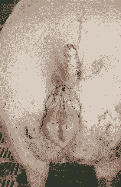 母猪msy是什么意思