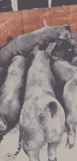 甘肃养殖什么品种猪好