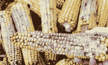 什么是玉米的呕吐毒素