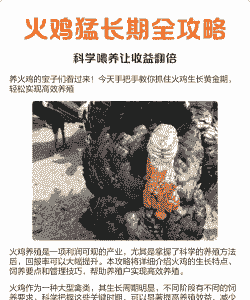 火鸡养殖什么可以做饲料