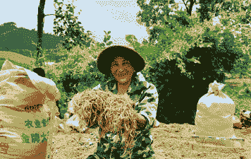 黔江农村种什么最赚钱