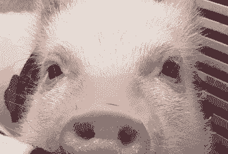 猪的眼睛有什么特点