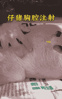 喘气的猪打什么针